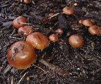 Agrocybe arvalis image