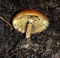 Agrocybe arvalis image