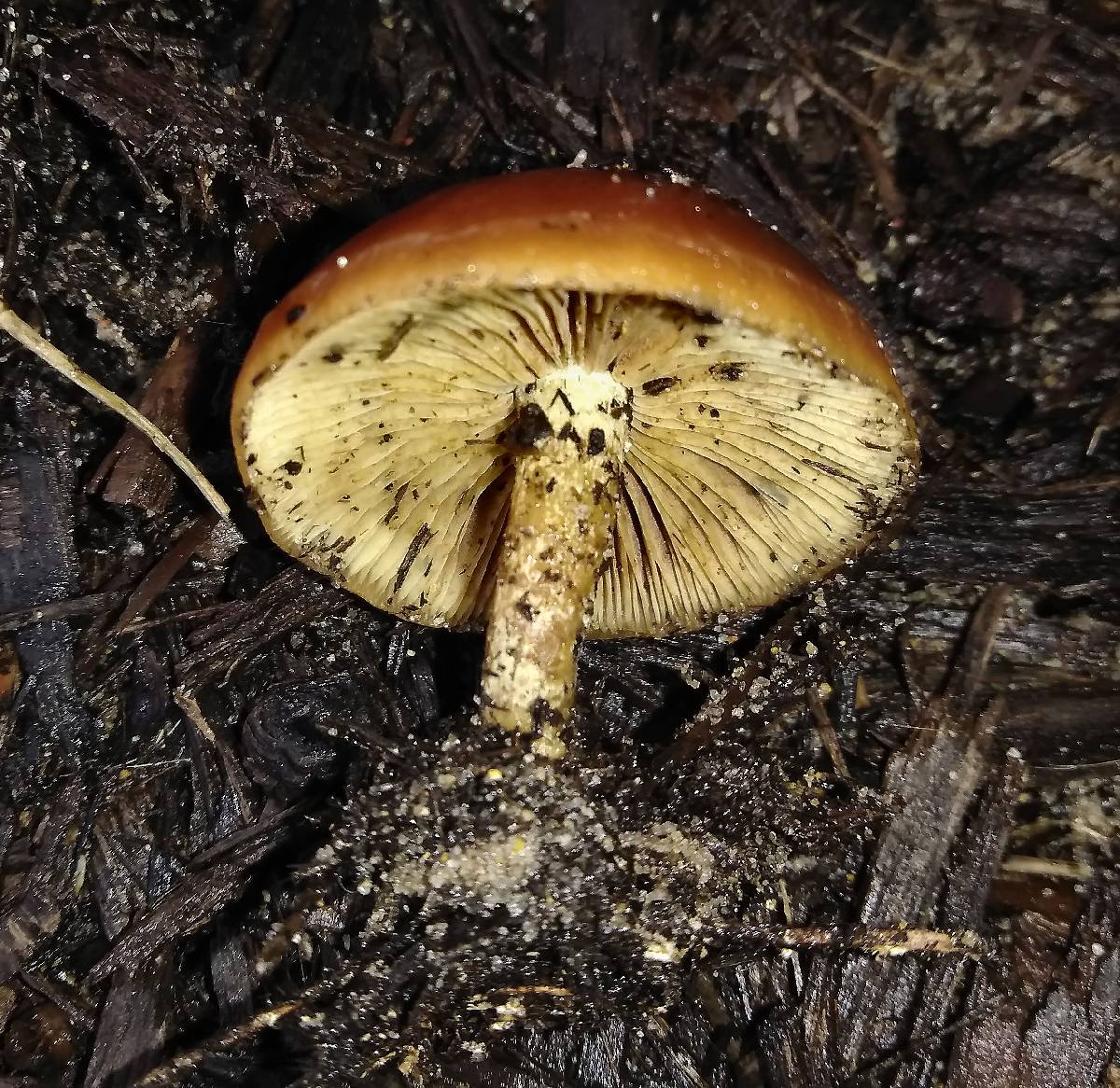 Agrocybe arvalis image
