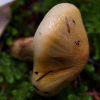 Tricholoma focale image