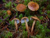 Cystoderma amianthinum image