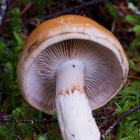 Cortinarius collinitus image