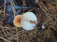 Cystoderma amianthinum image