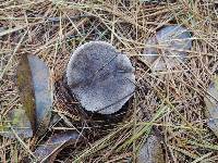 Tricholoma myomyces var. cystidiotum image