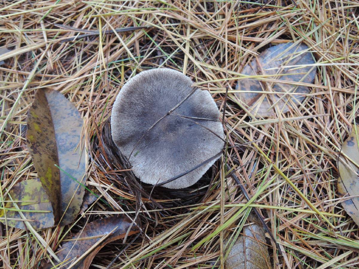 Tricholoma myomyces var. cystidiotum image