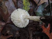 Tricholoma subresplendens image