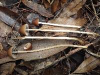 Parasola conopilea image