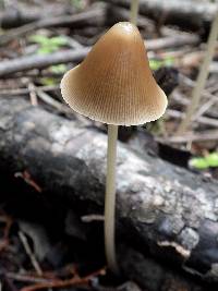 Parasola conopilea image