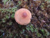 Tricholoma vaccinum image