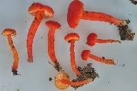 Hygrocybe miniata image