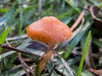 Hygrocybe psittacina var. perplexa image