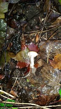 Hygrocybe colemanniana image