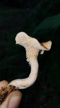 Hydnum zongolicense image