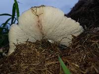 Termitomyces umkowaan image