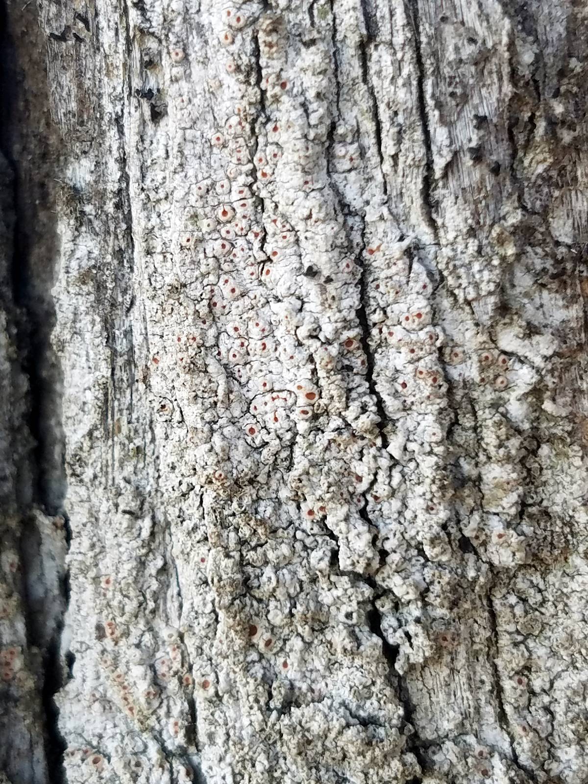 Topelia californica image