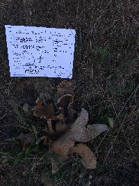 Calvatia pachyderma image