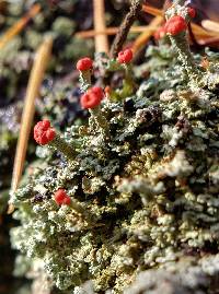 Cladonia didyma image