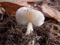Rhodocollybia butyracea image
