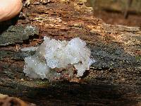 Tremella fuciformis image