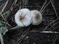 Hygrophorus pustulatus image