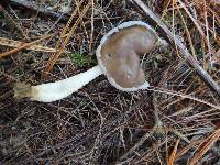 Helvella compressa image