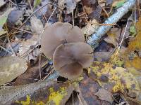 Entoloma hebes image