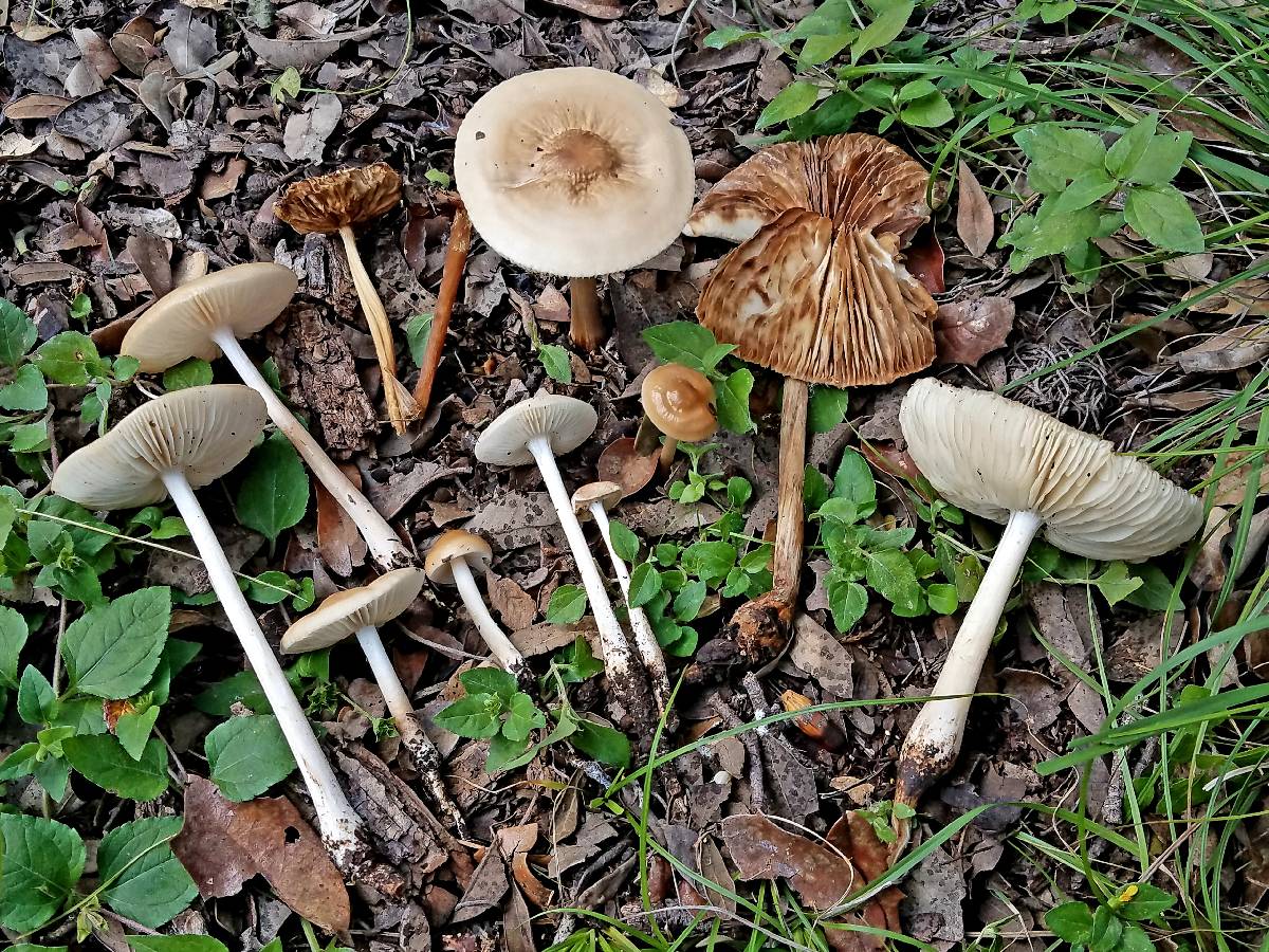 Oudemansiella rubrobrunnescens image