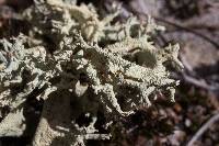 Cladonia caroliniana image