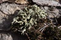 Cladonia caroliniana image