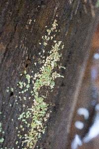 Cladonia ochrochlora image