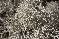 Cladonia subtenuis image