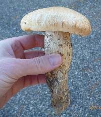 Tricholoma grave image