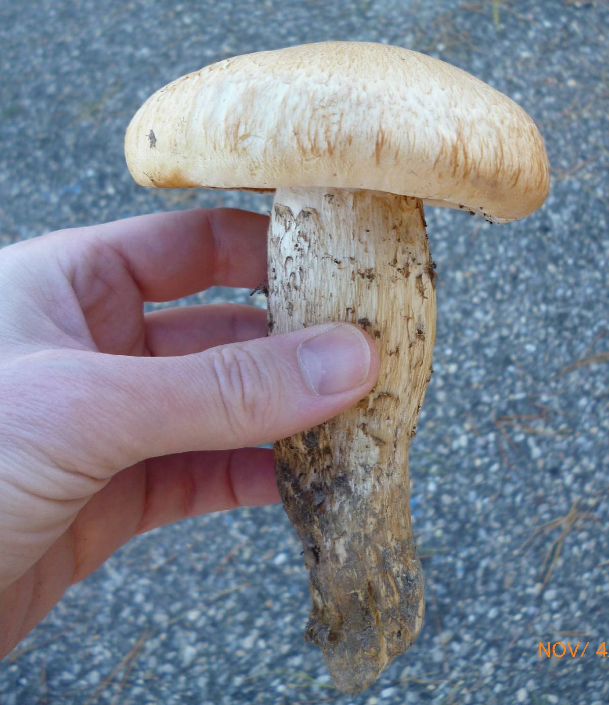 Tricholoma grave image