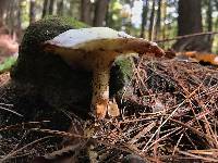 Suillus placidus image