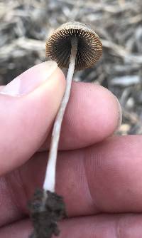 Psathyrella corrugis image