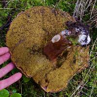 Boletus fibrillosus image