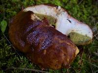 Boletus fibrillosus image