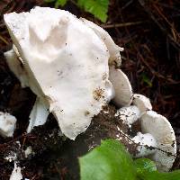 Amanita silvicola image