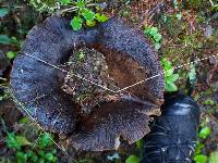 Russula dissimulans image