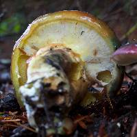 Suillus ponderosus image