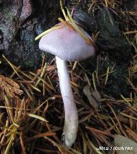 Inocybe pallidicremea image