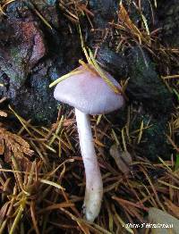 Inocybe pallidicremea image