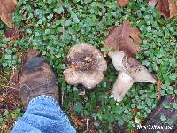 Russula albonigra image