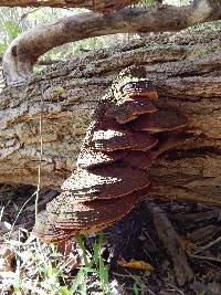 Phellinus robiniae image