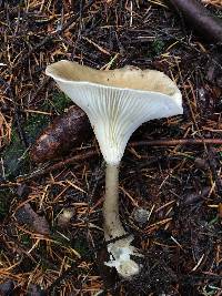 Ampulloclitocybe clavipes image