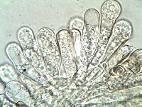 Inocybe rimosa image