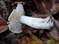 Tricholoma subresplendens image