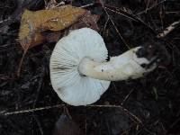 Tricholoma olivaceobrunneum image