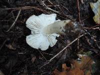 Tricholoma olivaceobrunneum image