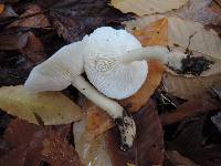 Tricholoma saponaceum image